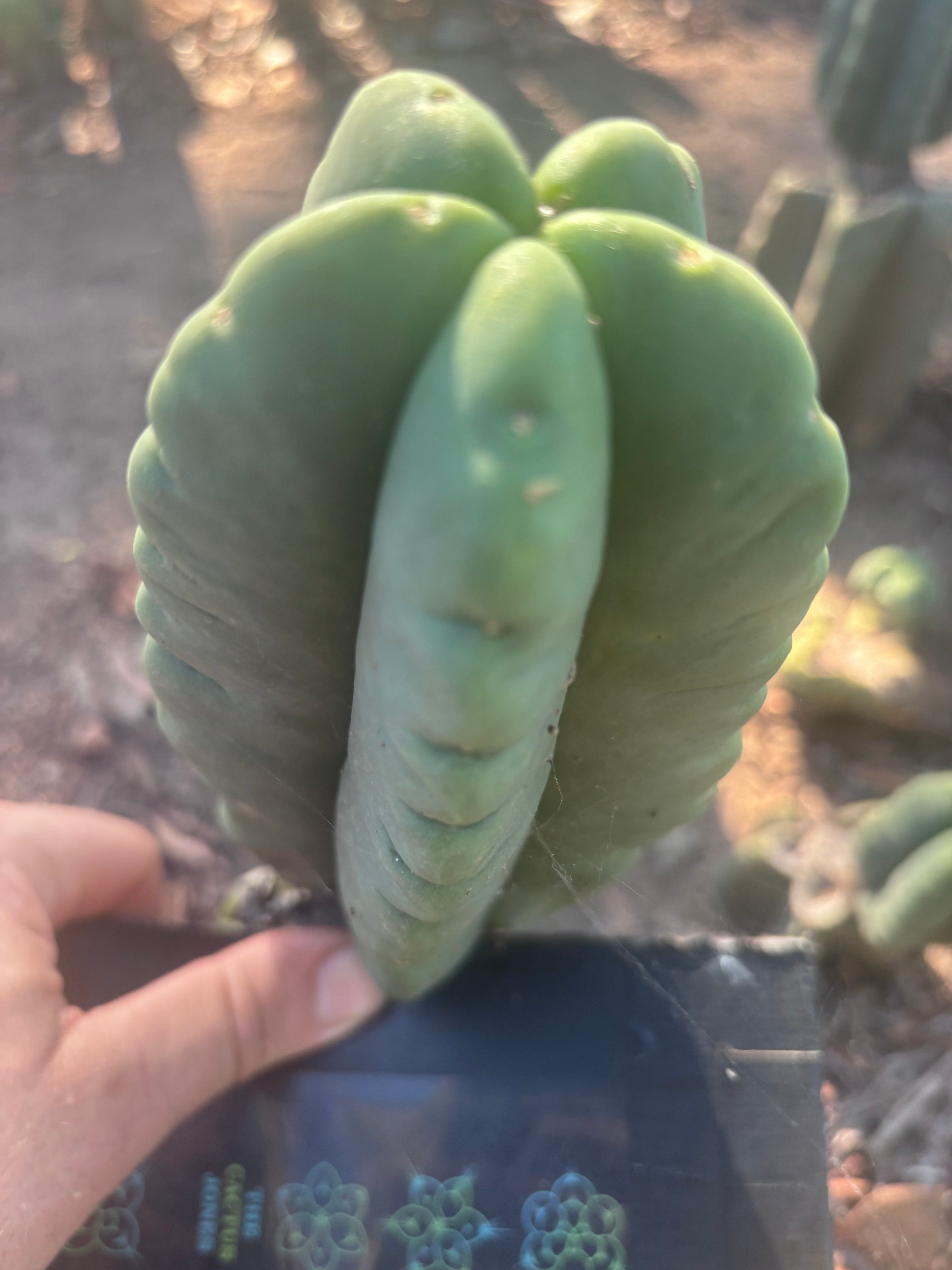 💎👑💎🌶️ Ferah — 8” Pup