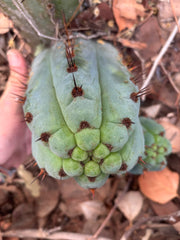 💎👑 Papa Smurf — 8” Chonk Melon