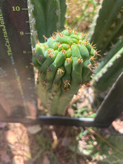 💎👑🐦‍⬛ RJ’s Clone — 9” Tip