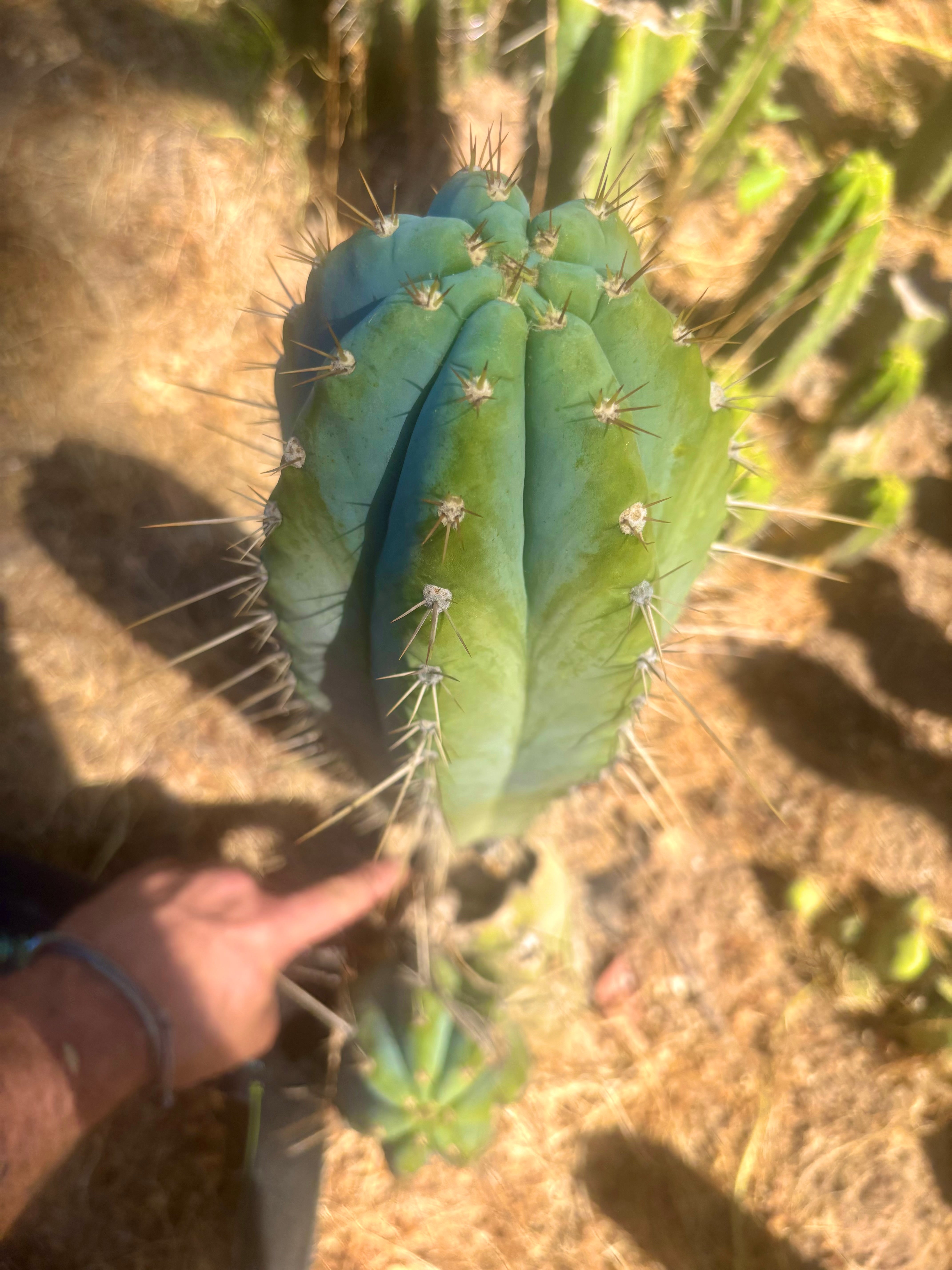 👑💎 Rimac — XXL 17” Melon Pup