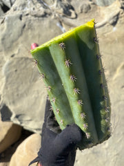 SGH — Super Thick 9” Mid