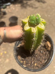 👑💎 Bruce’s Dragon — Pup Graft On Seed Grown Rooted Stock