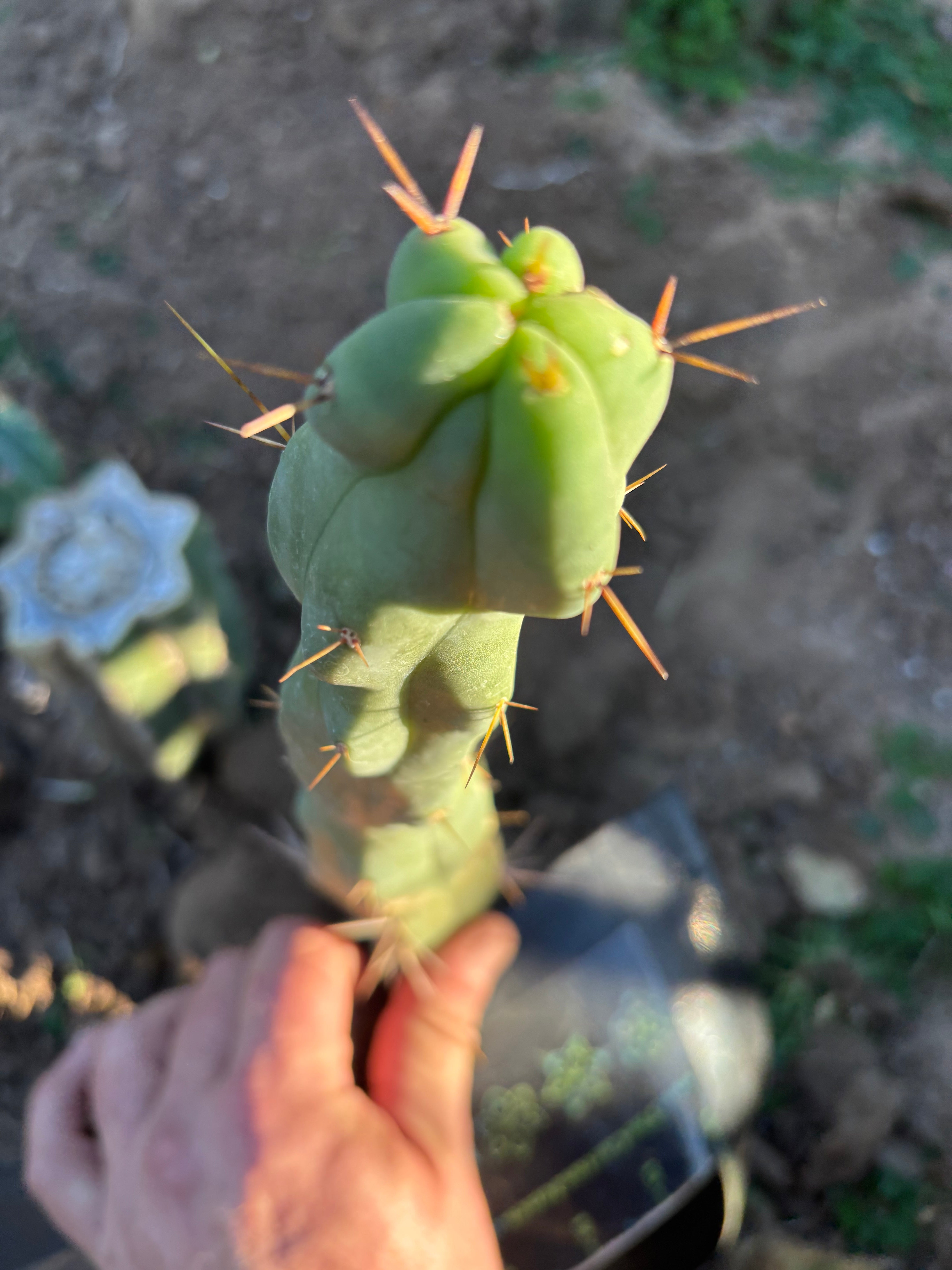💎👑🌶️  Mel — 10” Tip