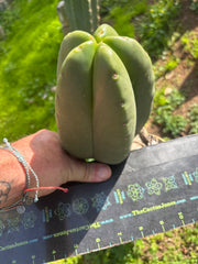 💎 Hulk x Zed MELON