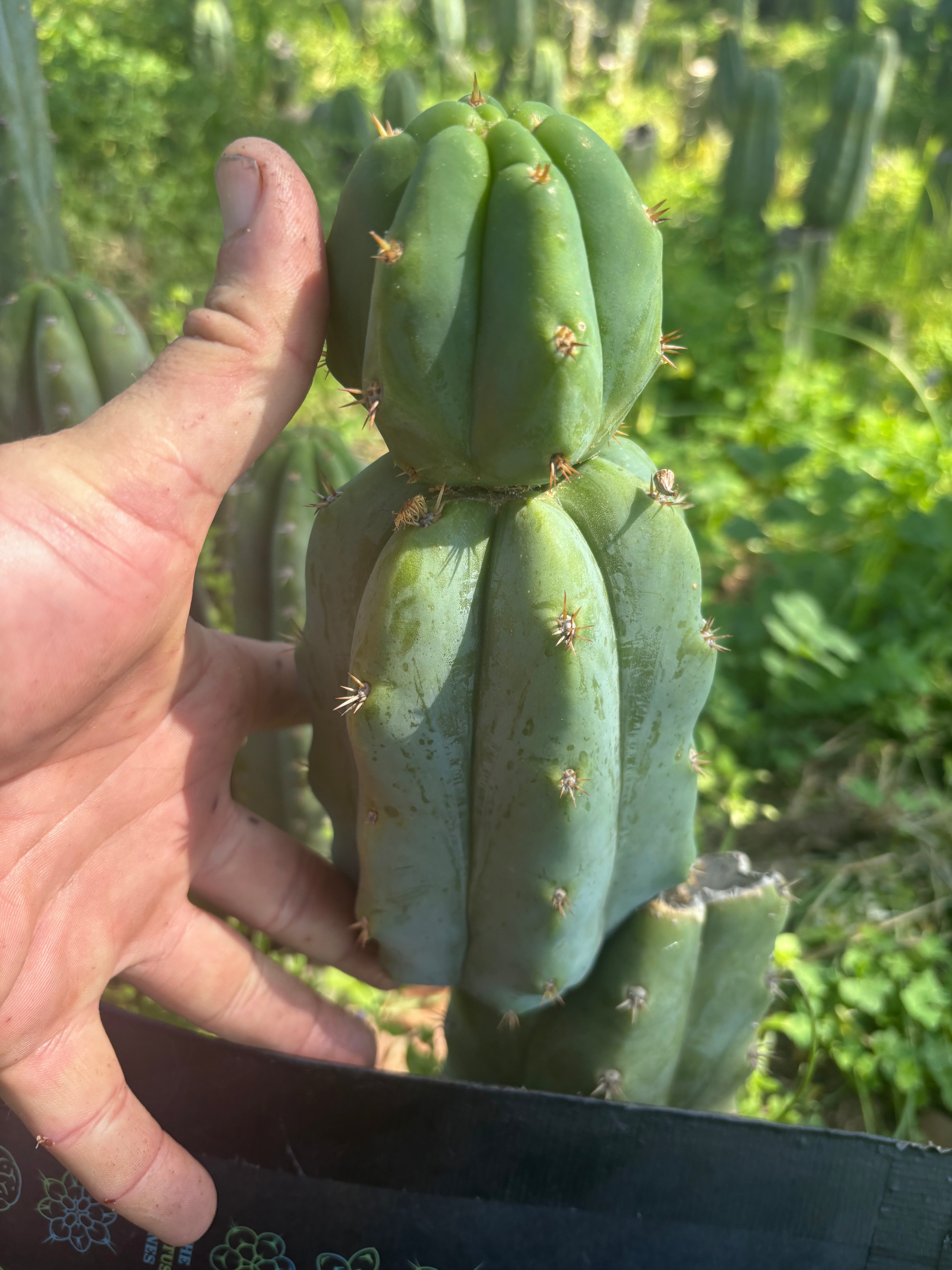 🌶️🌶️ NoidTwo — 8” Stacker Pup