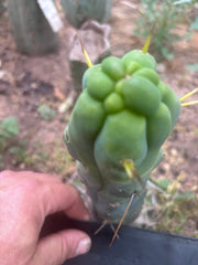 💎👑💎🌶️ Monster De Cota Cota — 7” Tip