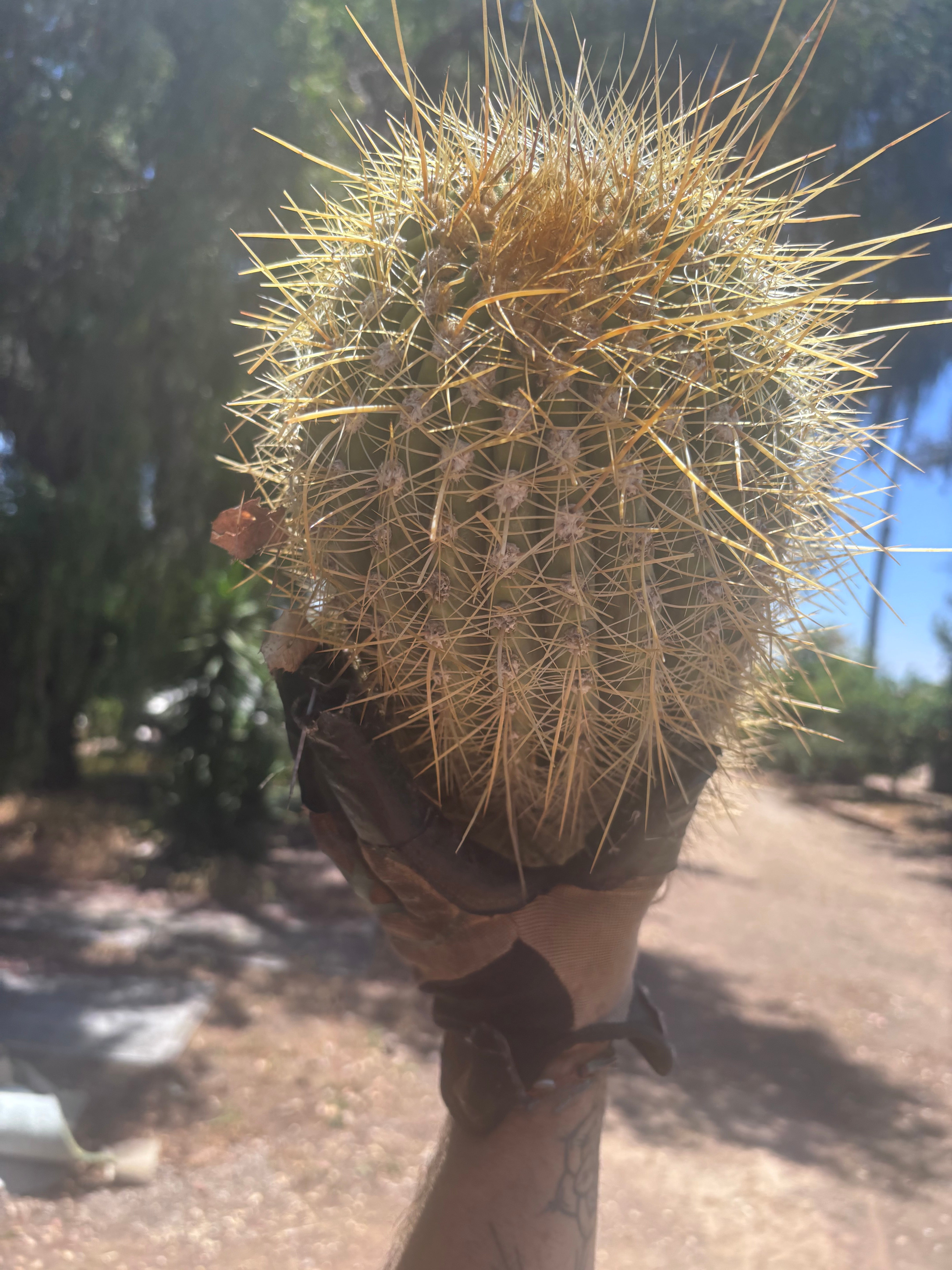 💎💎 T. Atacamensis — Massive Pup (Last One)