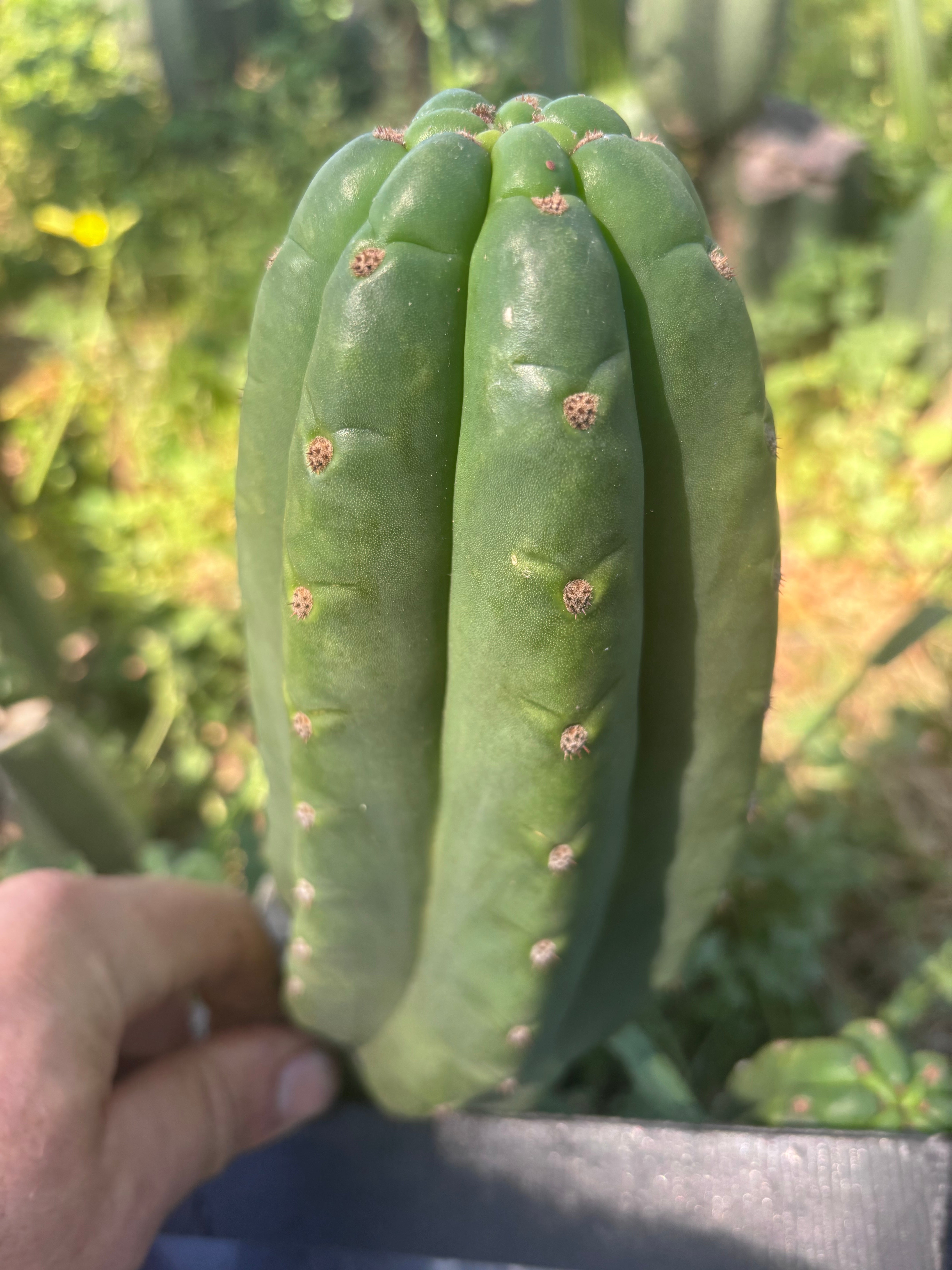 👑🌶️ The Field’s Pachanoi — Fat Pup