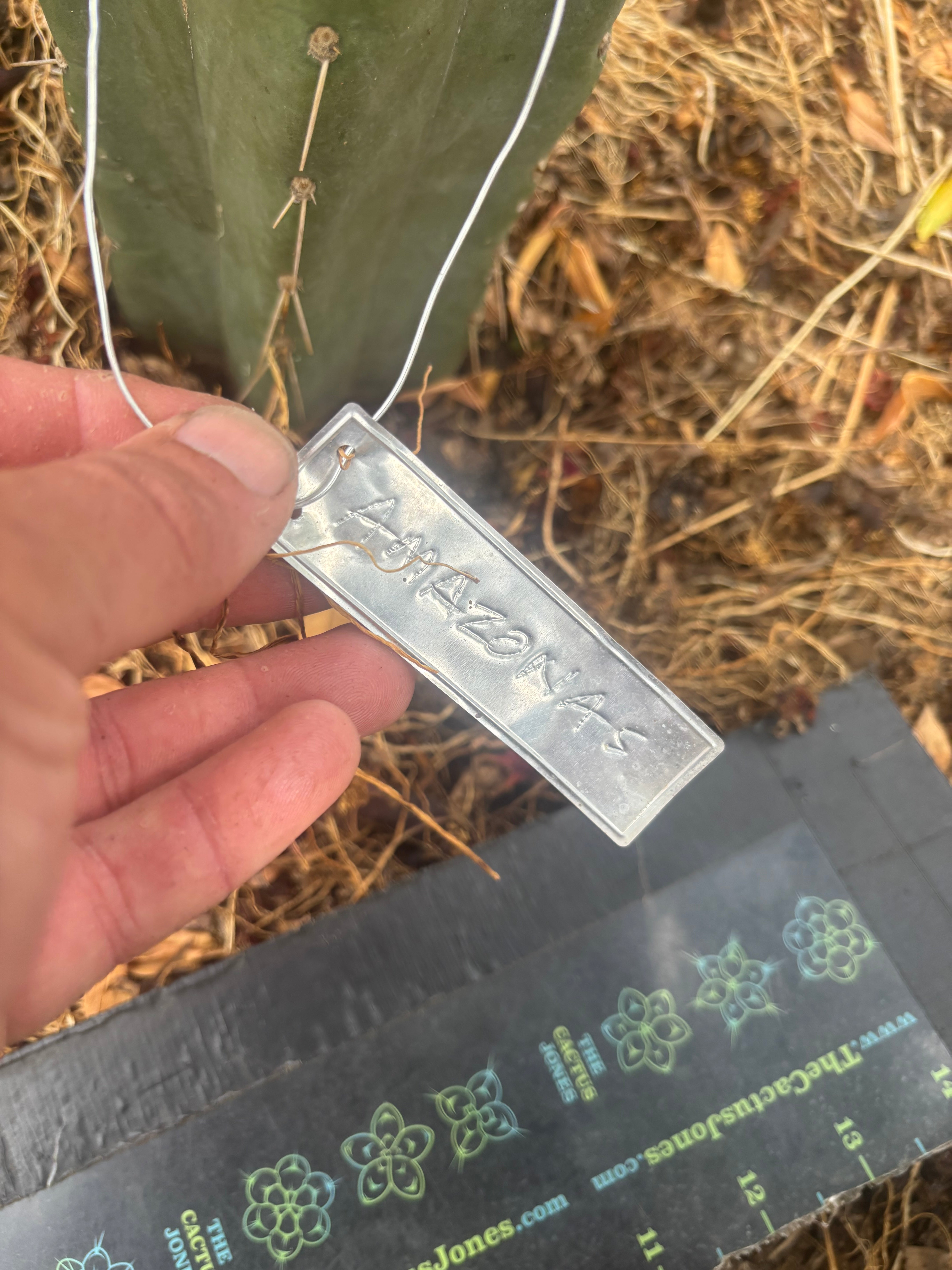 💎👑💎 Amazonas — 11” Tip
