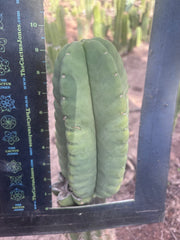 💎👑💎🌶️ Ferah — XL 9” Melon