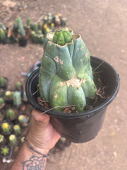💎👑💎 Havran — Pup Graft on Rooted Shine01