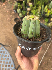 💎👑💎🌶️ CareBear — Pup Graft on Rooted Shine01