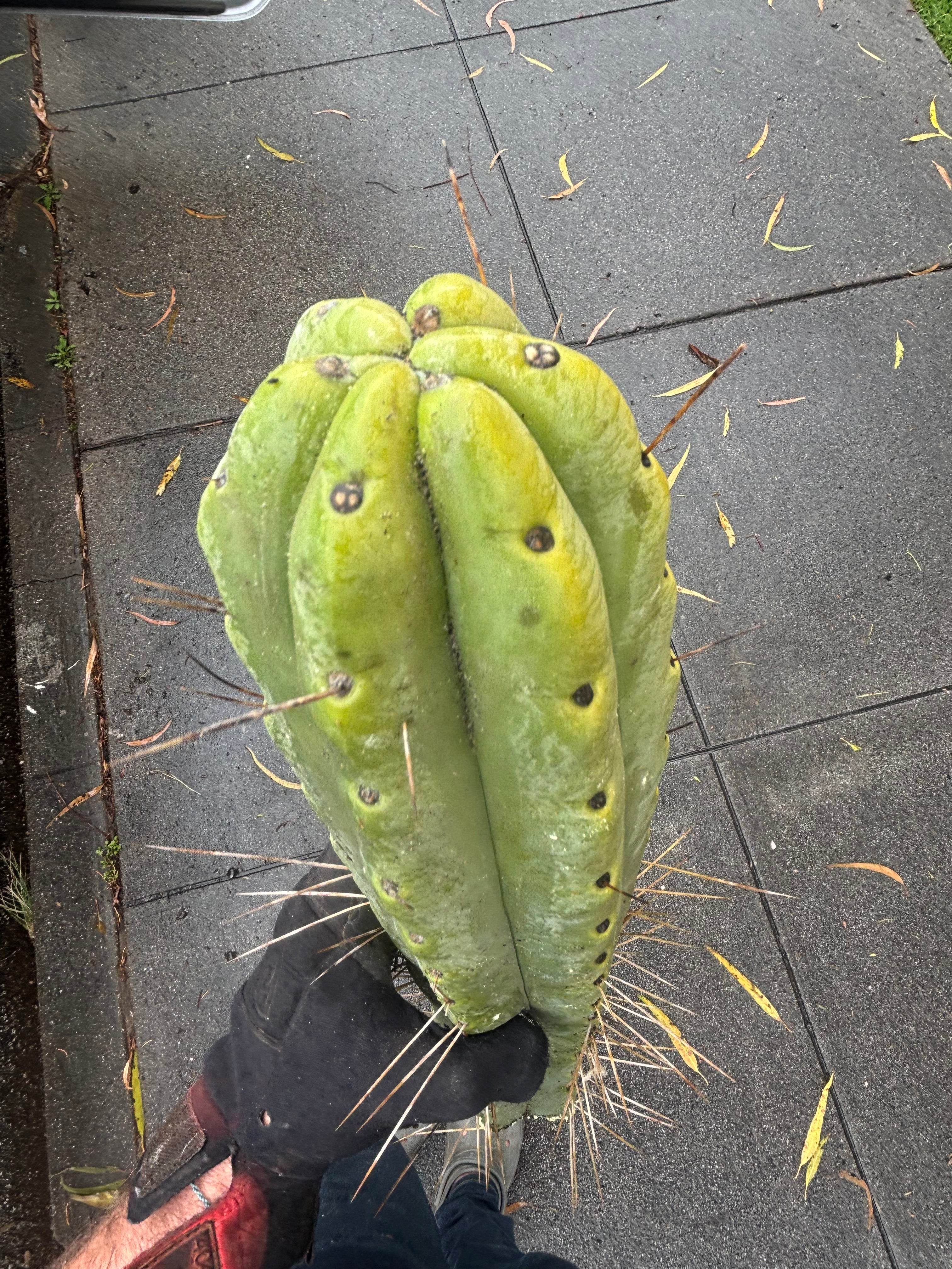 👑💎🌶️🌶️ Eileen — Max Girth 12” Tips (Restocked)