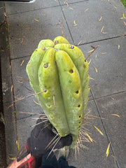 👑💎🌶️🌶️ Eileen — Max Girth 12” Tips (Restocked)