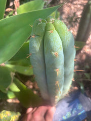 👑 Lotusland Huanu —  Frosty 12” Tip