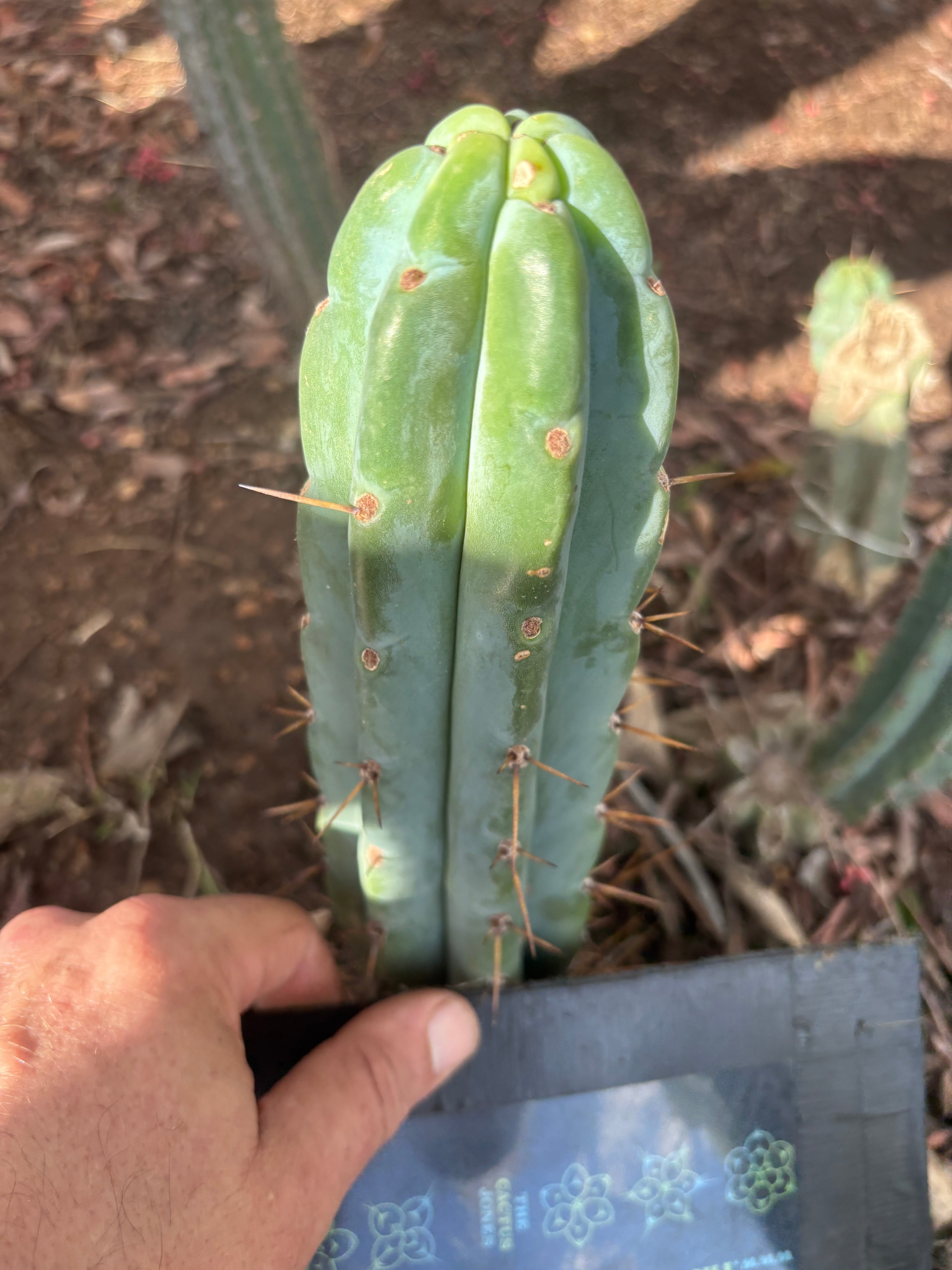 👑🌶️🌶️ Pala! — 8” Tip