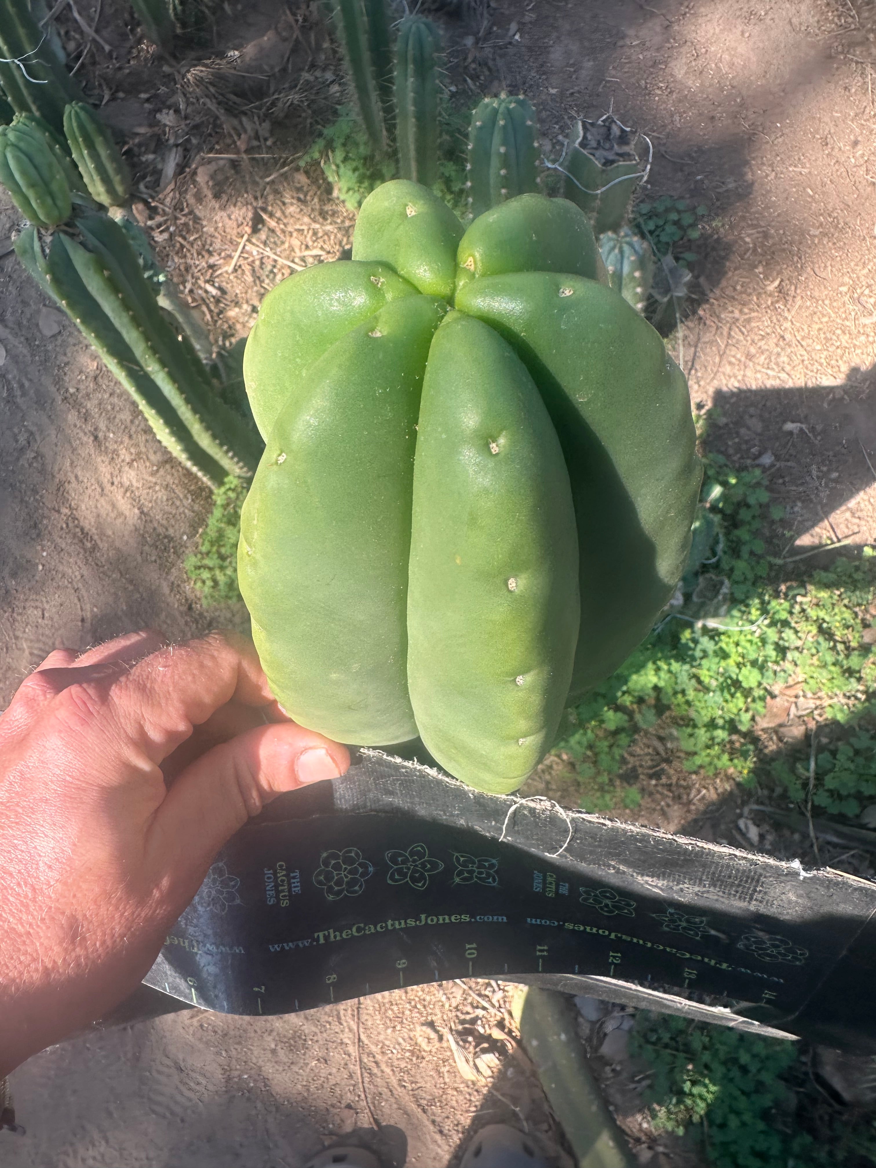 💎👑💎  Ferah! — Another THICK Tip