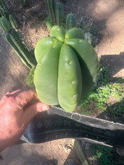 💎👑💎  Ferah! — Another THICK Tip