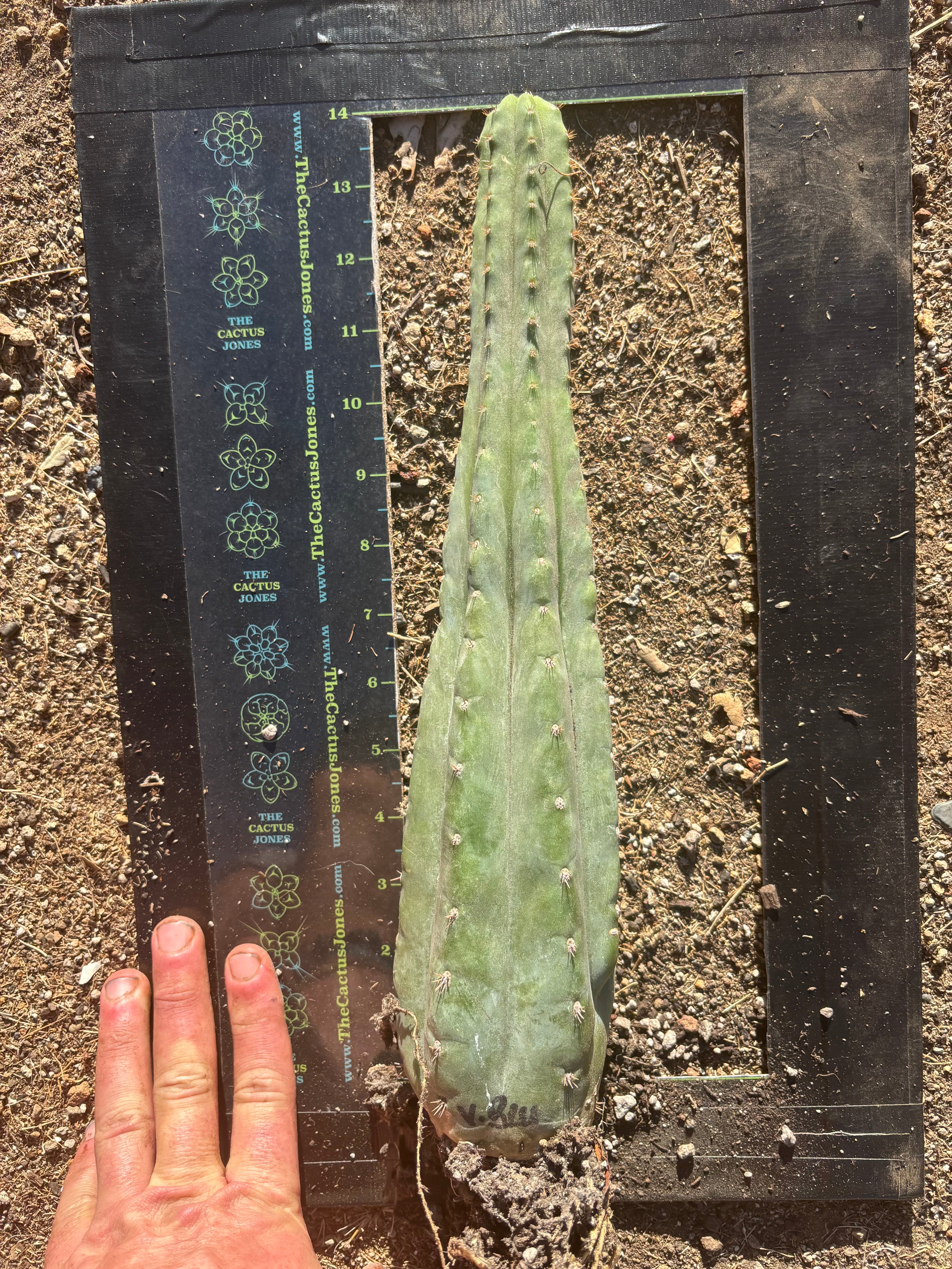 👑🌶️ Ventucky Blue — Fully Rooted 14” Tip