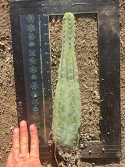 👑🌶️ Ventucky Blue — Fully Rooted 14” Tip