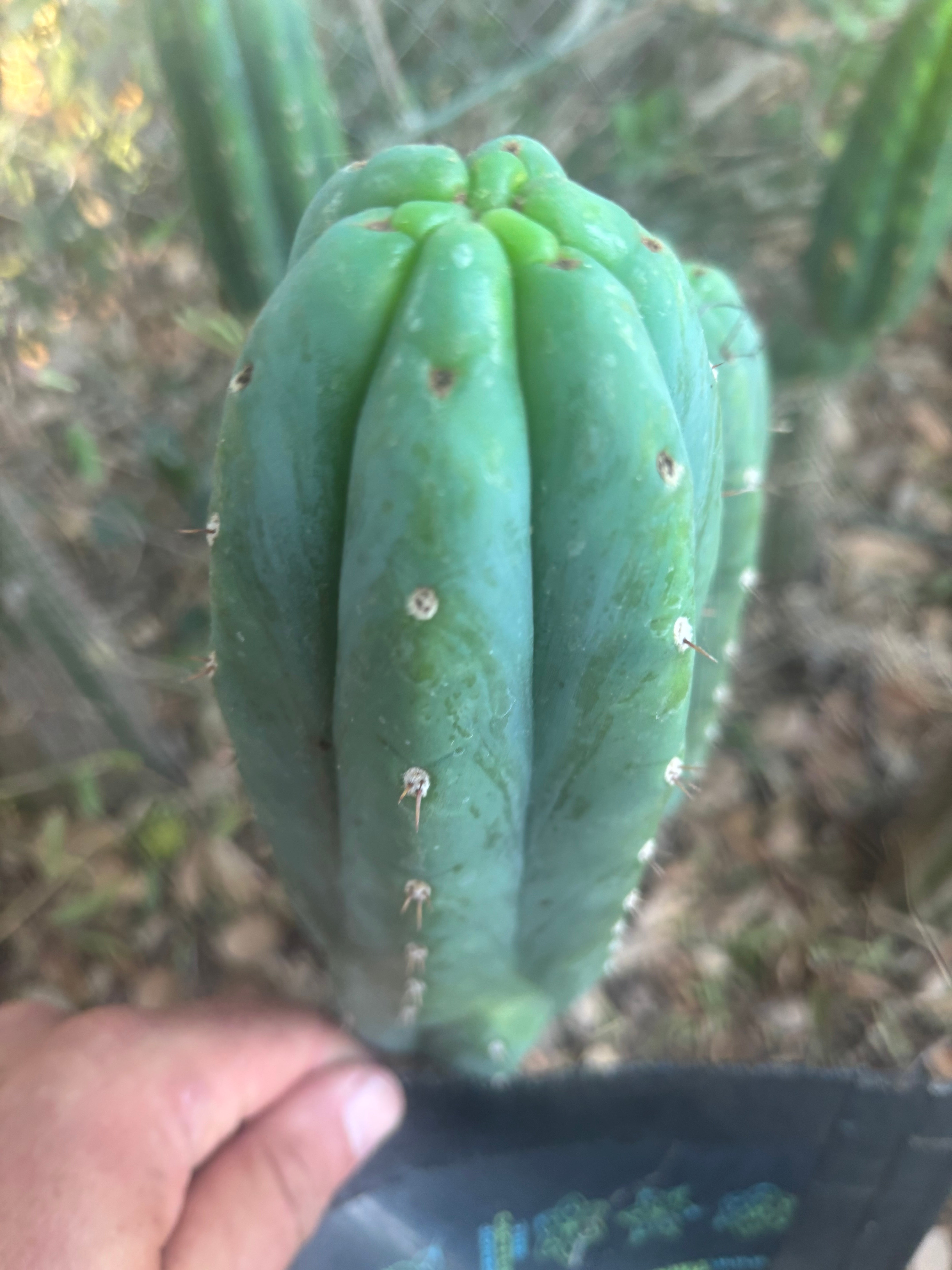 👑🌶️🌶️ KR04 — 8” Tip