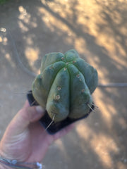 👑🌶️ 🌶️ Jiimz Twin Spine — Fat Rooted Tip