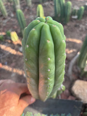 👑🌶️🌶️ Ogun — 9” Pup