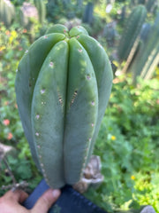 👑🌶️ Scop A — Chonky 12” Pup
