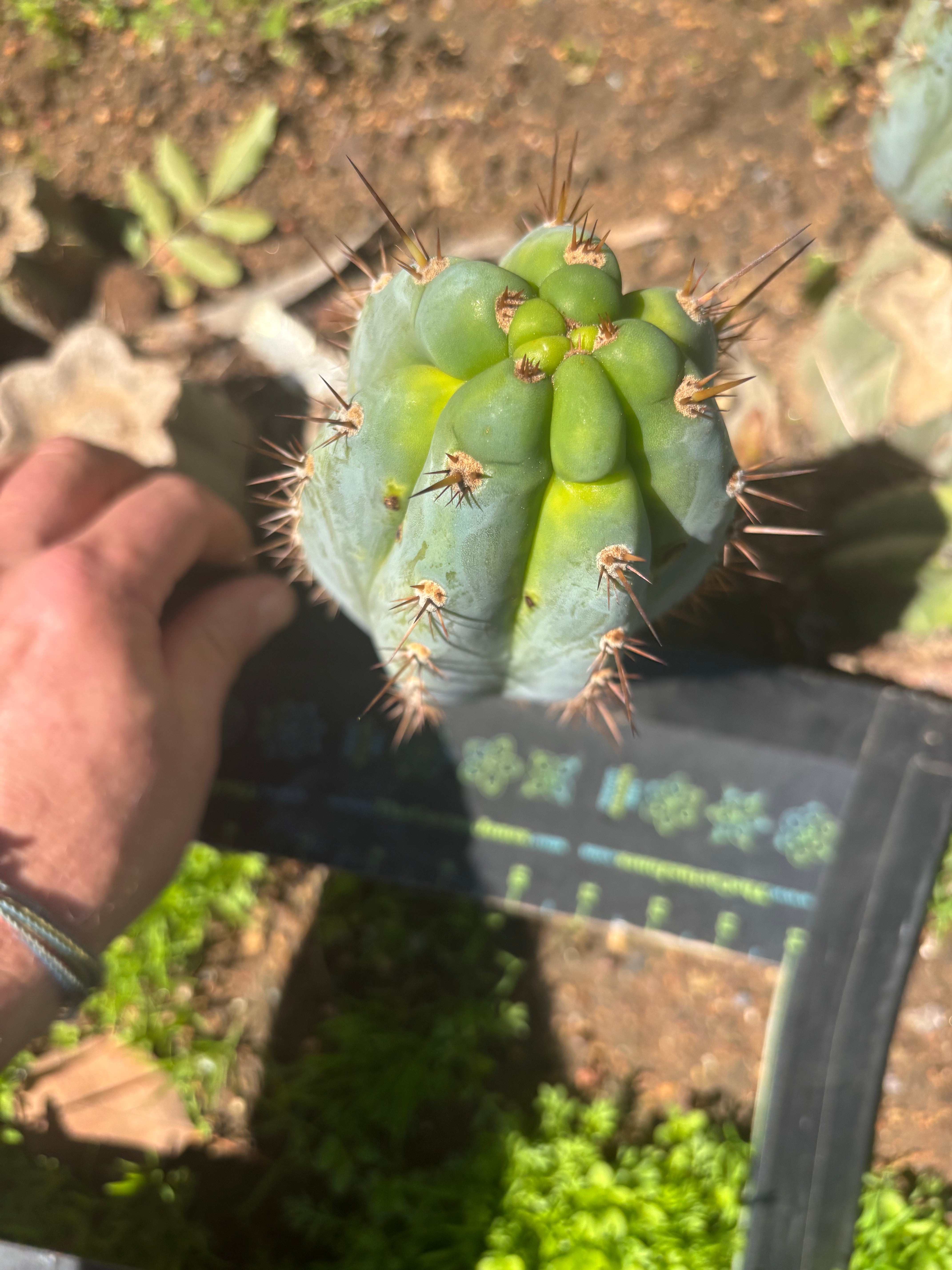 💎👑  Bart! — Chubby 8” Pup