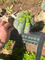 💎👑  Bart! — Chubby 8” Pup