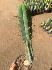 👑🌶️🌶️ Dulzura — Rooted 18”