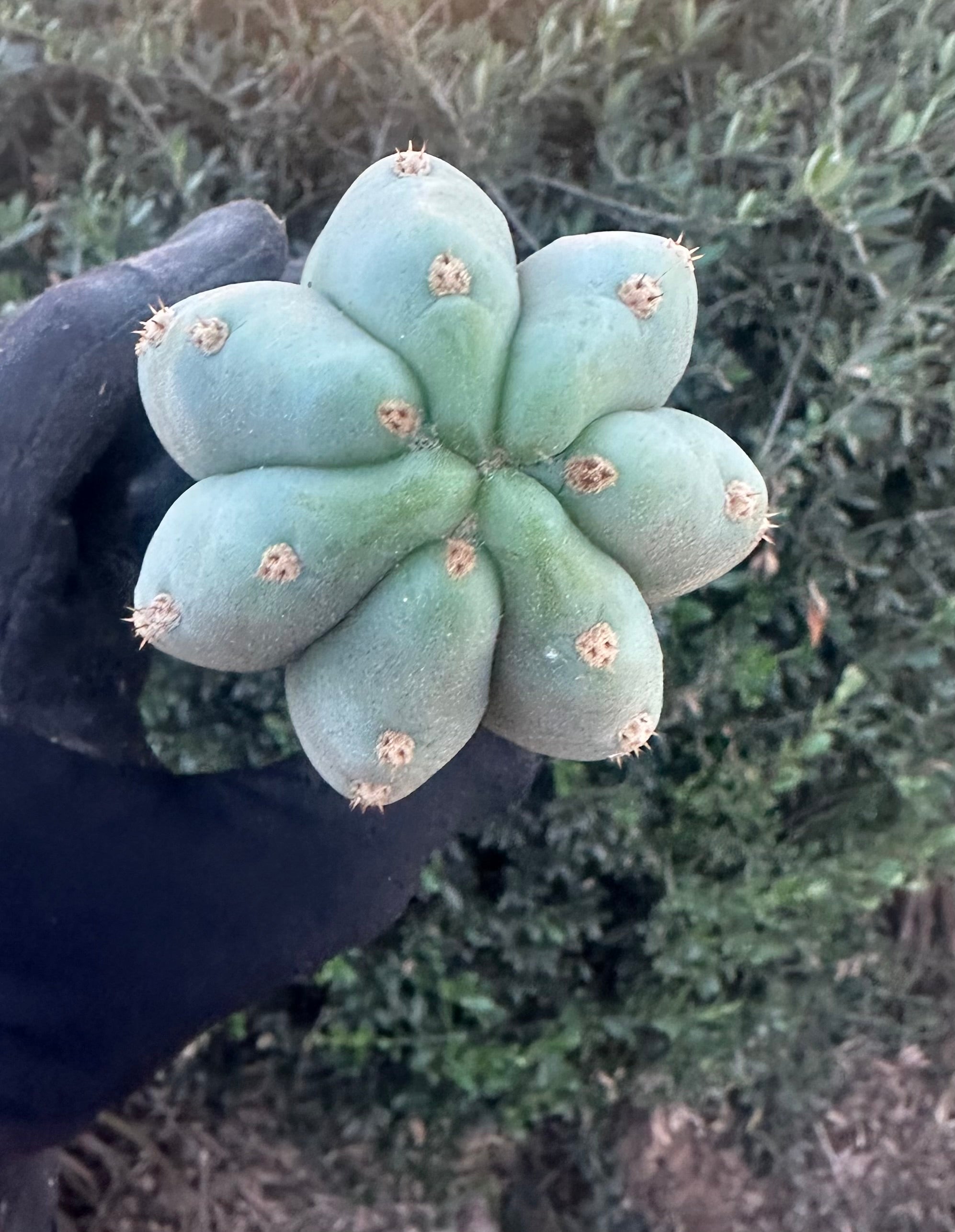 👑🌶️ Tom Juuls Giant — Chonky 10” Pup