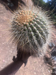 💎💎 T. Atacamensis — MASSIVE 17” Pup