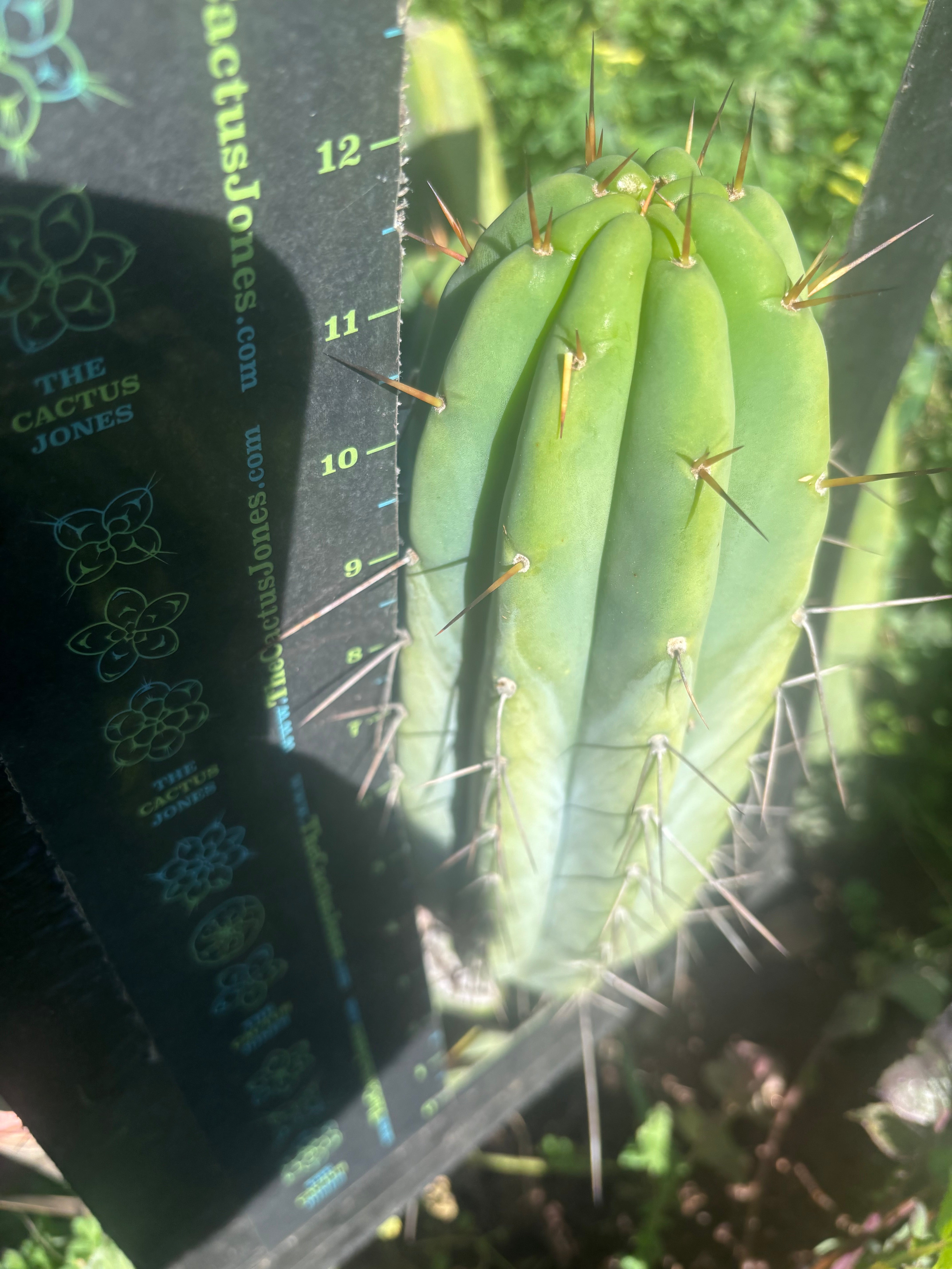 👑🌶️🌶️  Lumberjack — Fat 12” Pup