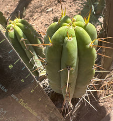 🌶️🌶️⚠️ E.R. — 9” Pup