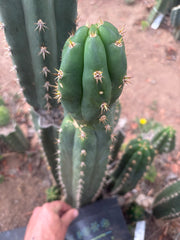 👑🌶️ Huancabamba — XL 17” Tip