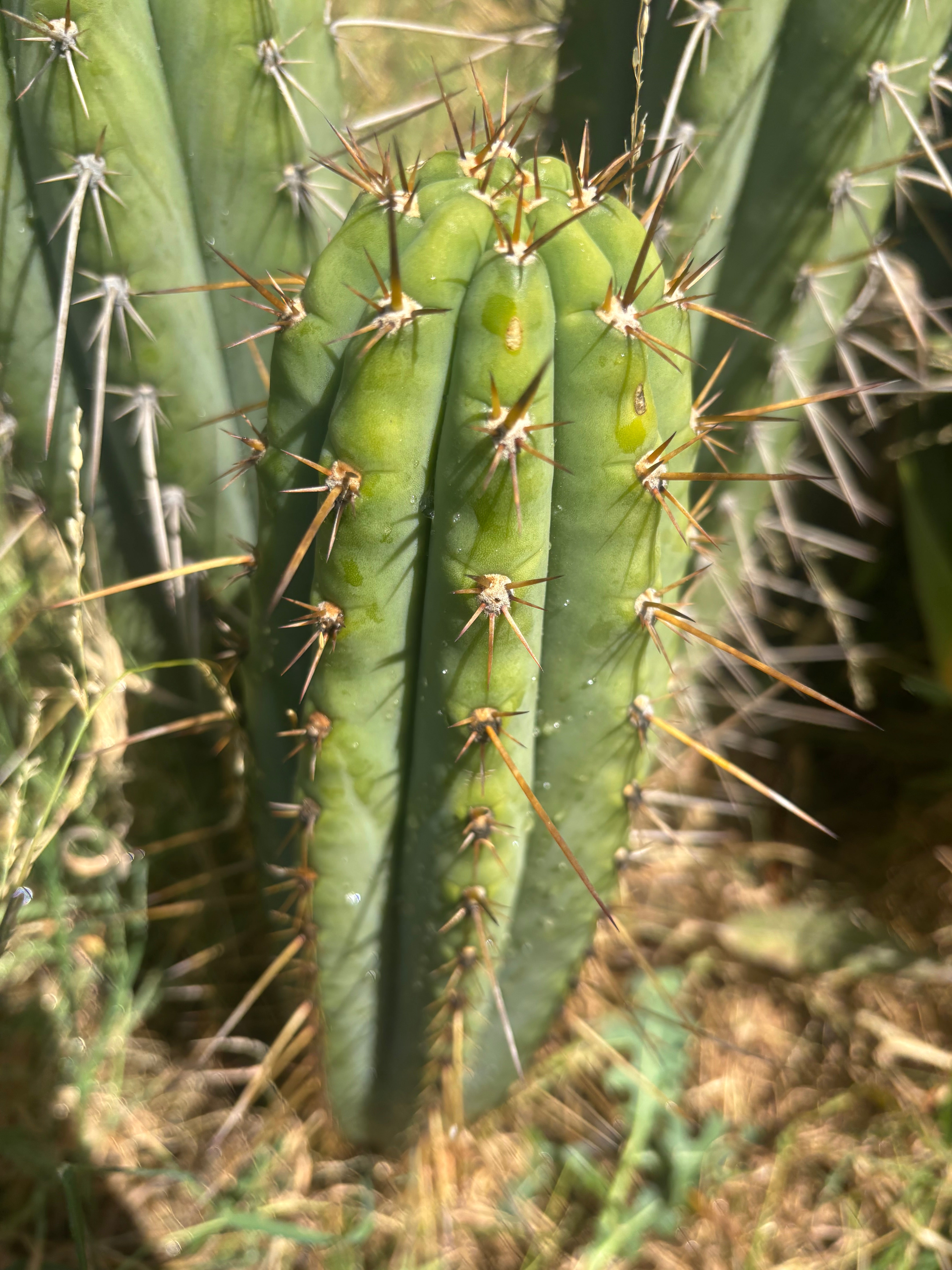 💎👑🌶️ Xochi — XL 16” Tip