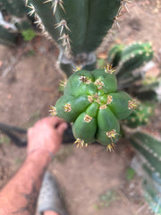 👑🌶️ Huancabamba — XL 17” Tip