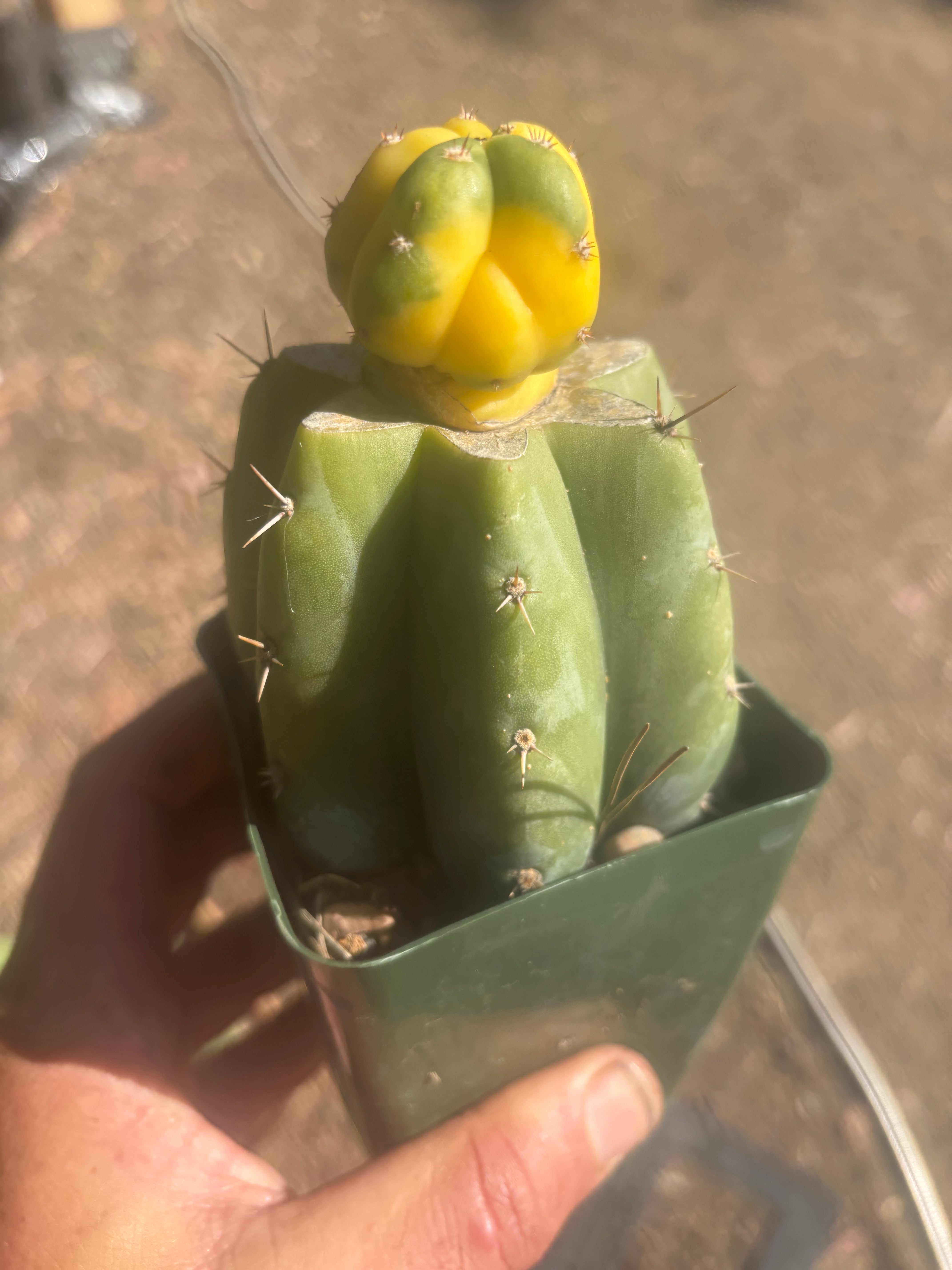 💎🔰 Ferah x Velvet, Vari #3 (FVV3)— Rooted Tip Graft