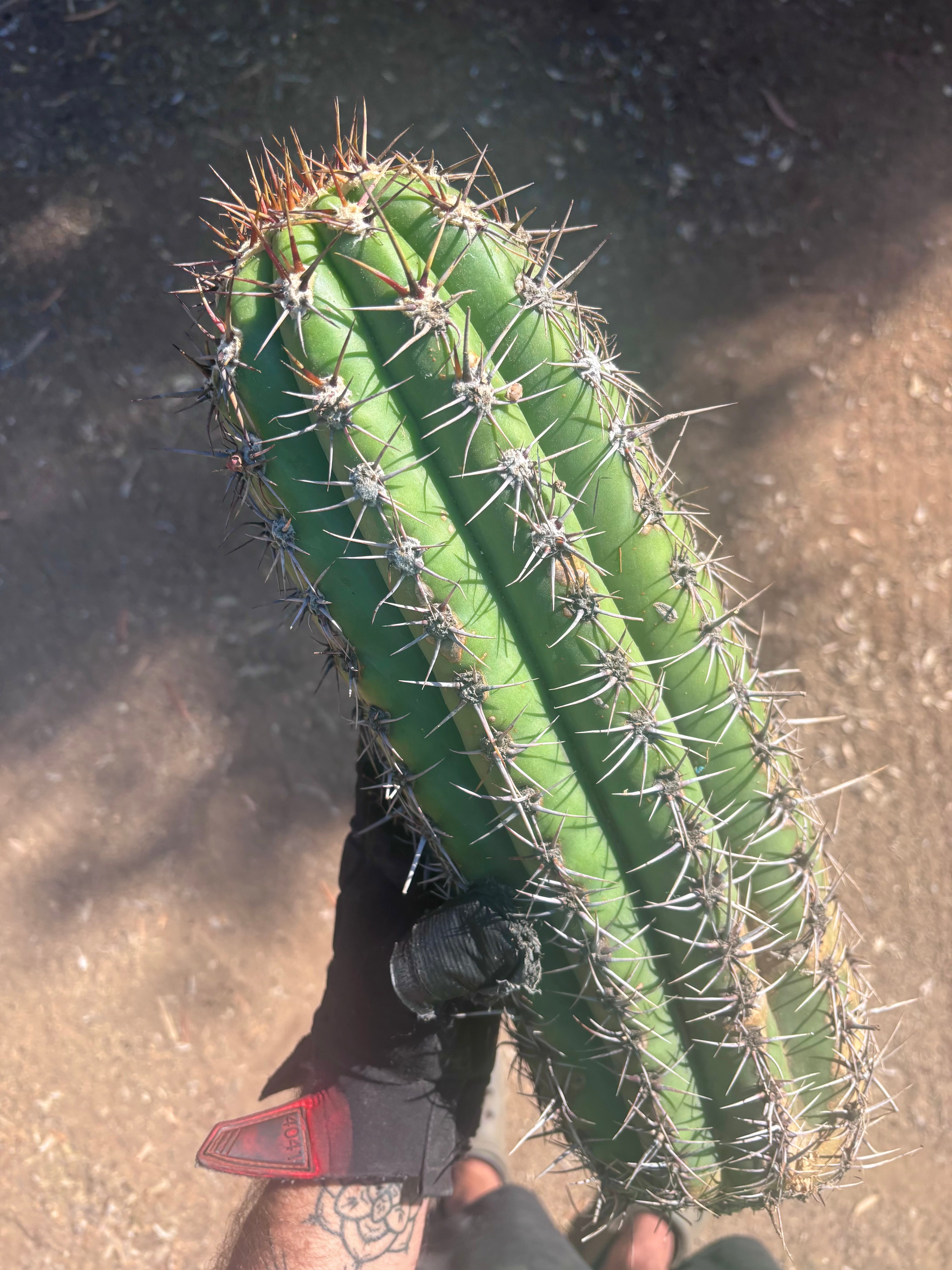 💎💎 Taquimbalensis — MASSIVE 18” Pup