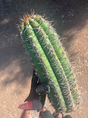 💎💎 Taquimbalensis — MASSIVE 18” Pup