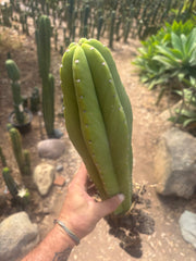 💎 Hulk x Kimnach — XL Seed Grown 18”