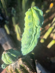 👑💎 Grecas — Rooted Graft with Pup