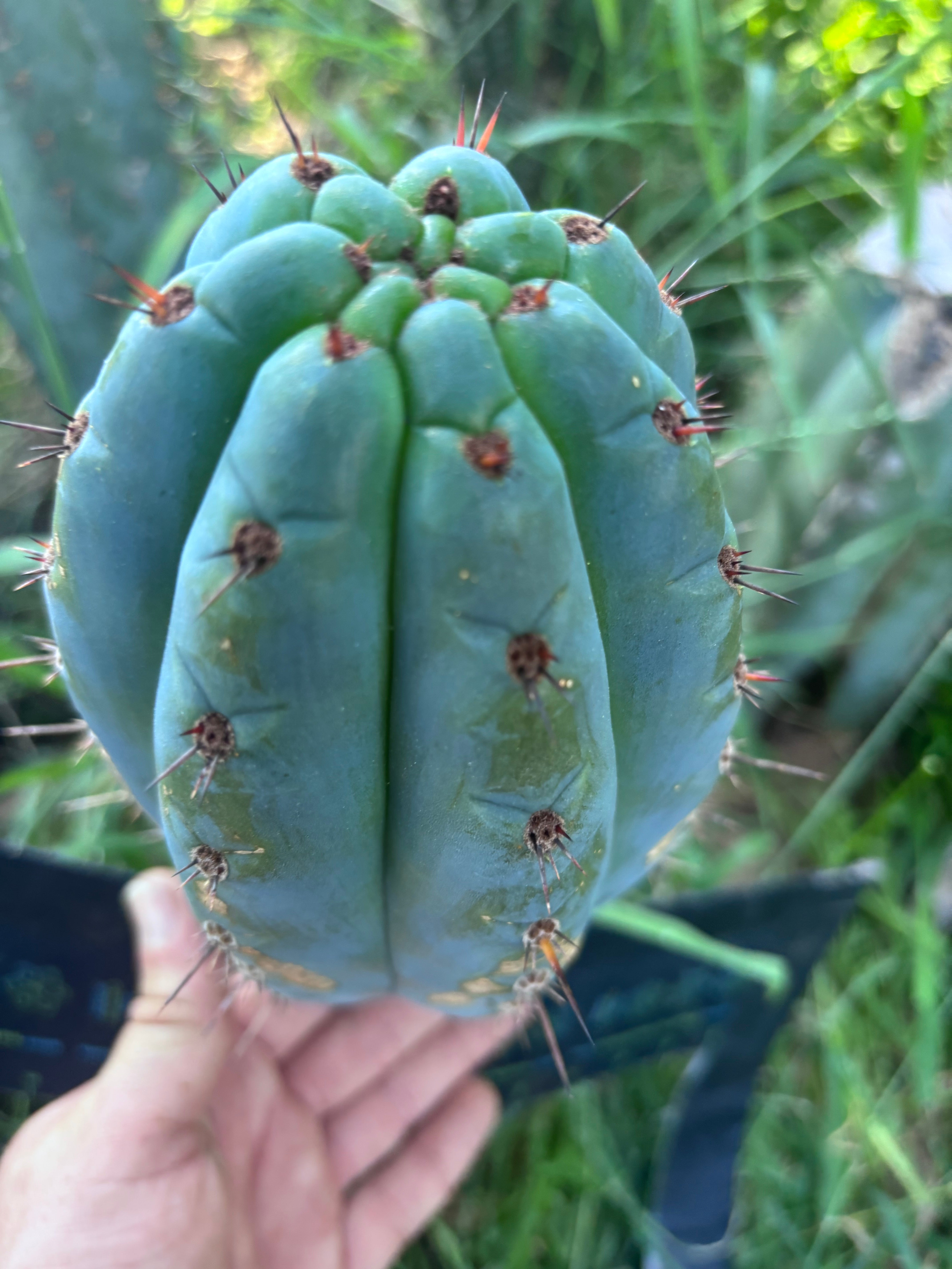 💎👑 Papa Smurf — FAT 9” Pup