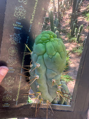 💎👑 Bruce’s Dragon — Chonky 8” Grenade