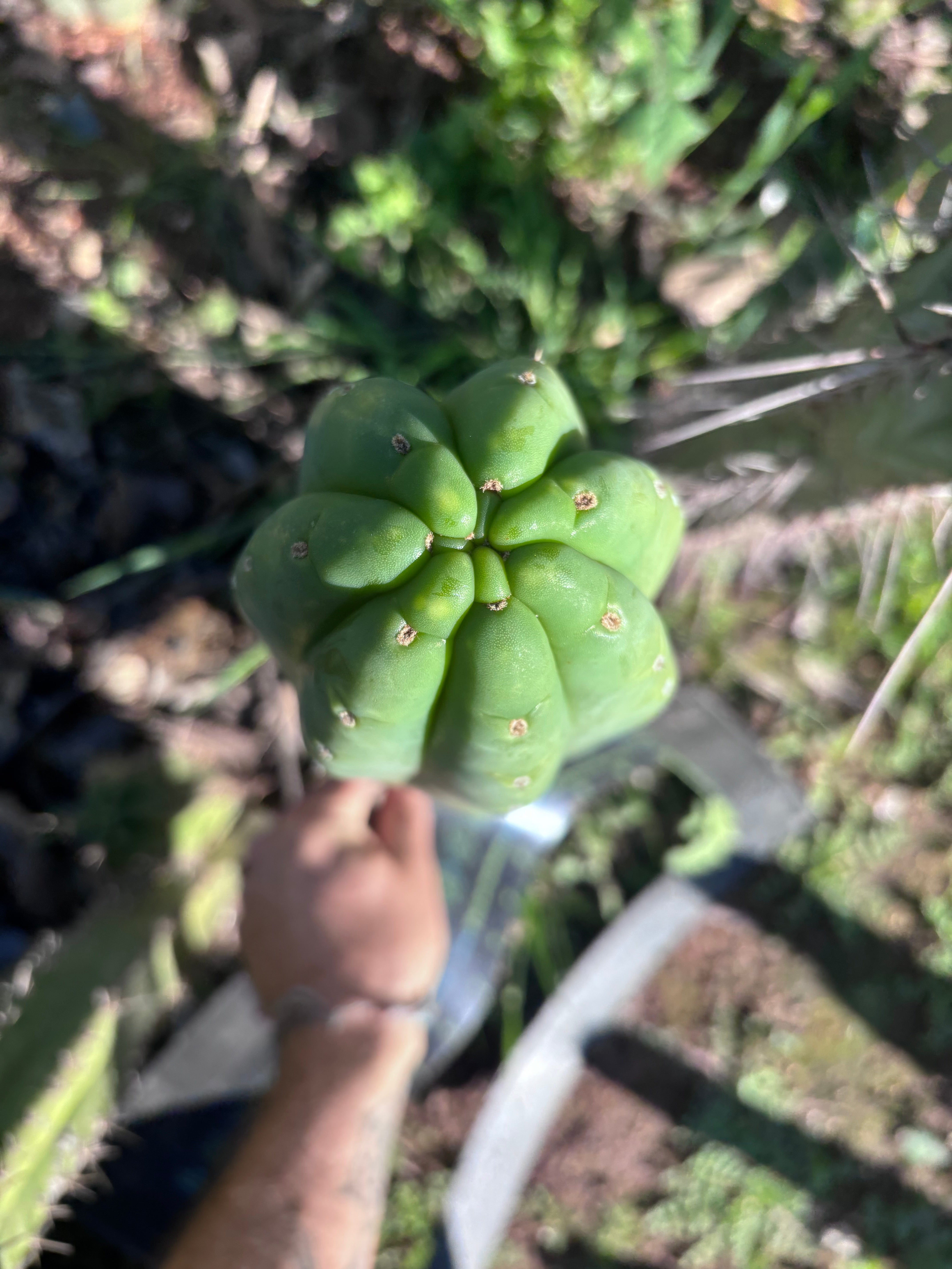 👑🌶️ Pierre — Magnum XL 14” Tip
