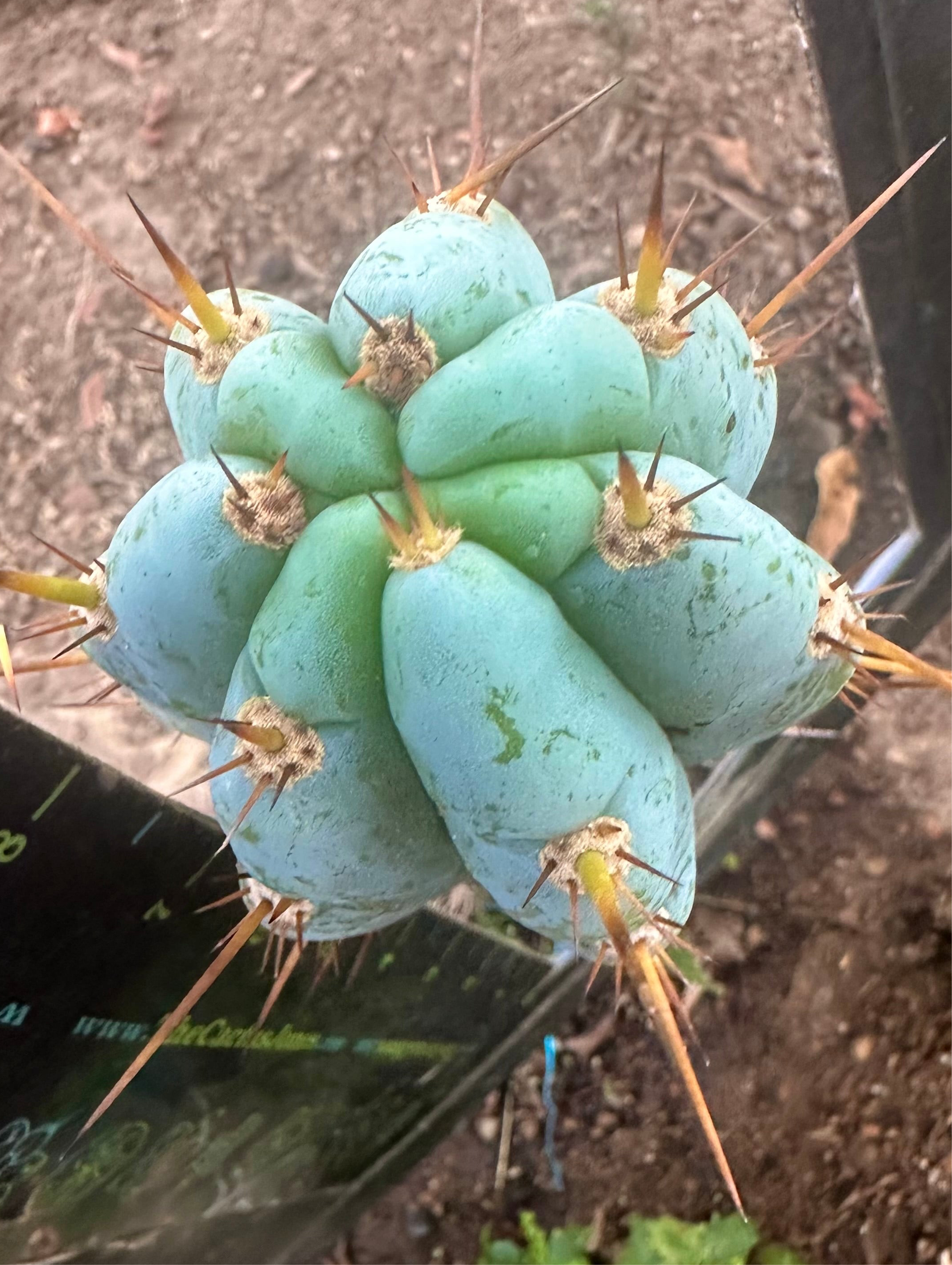 👑💎 Len — 9” Tip