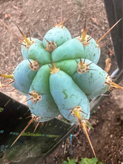 👑💎 Len — 9” Tip