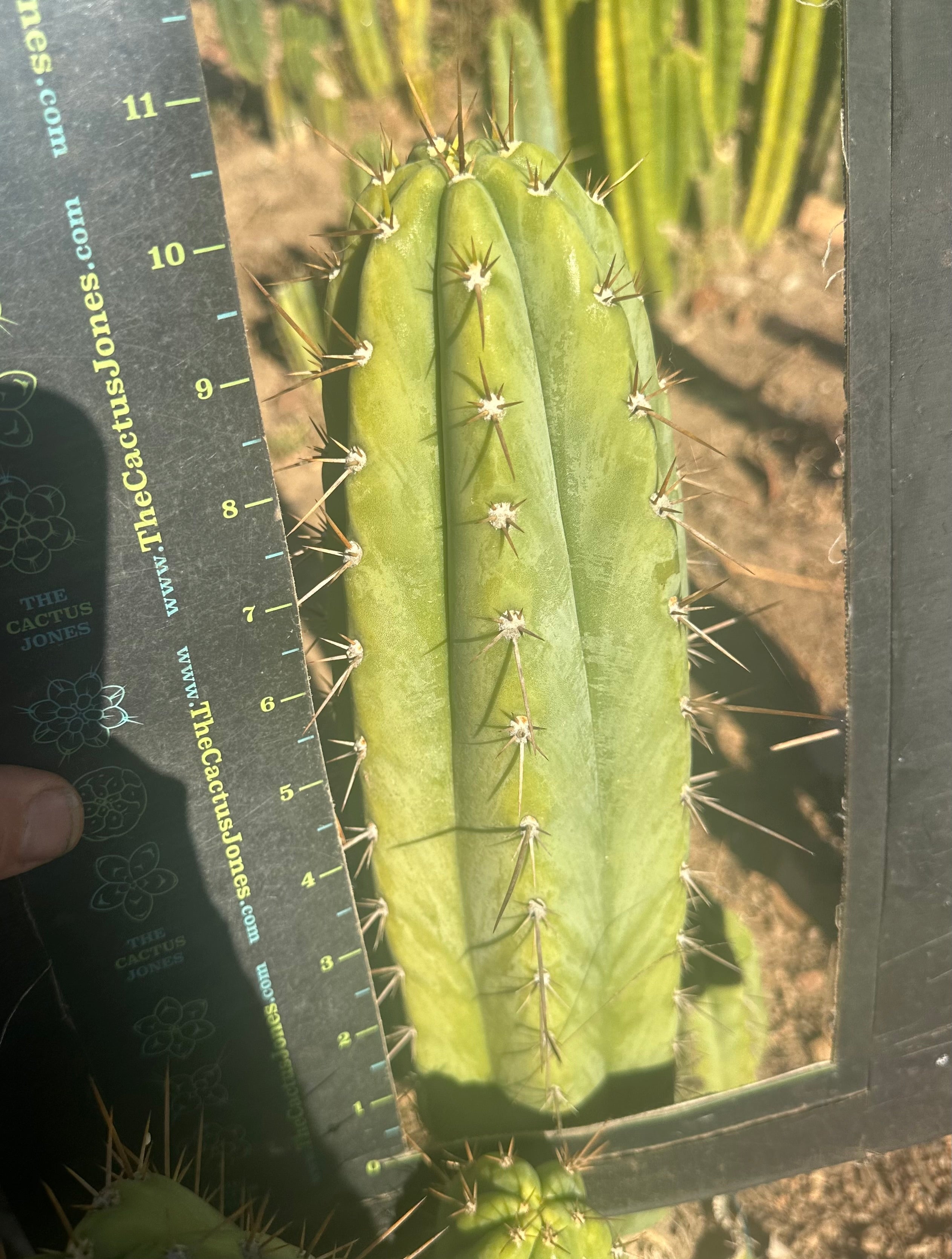 Icaros x Malo4  — 11” Tip