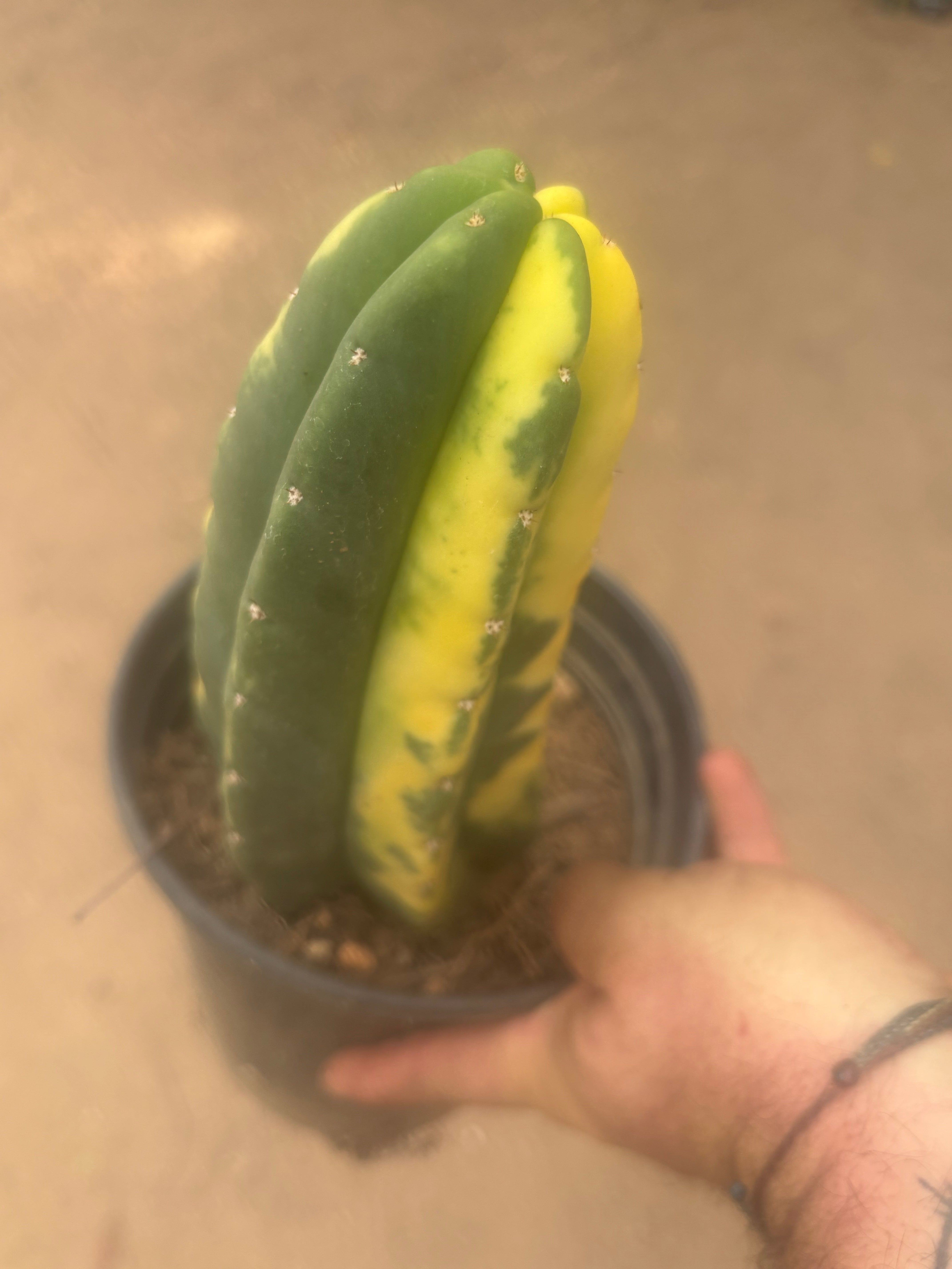 💎🔰💎💎 FVV3  — Fully Rooted 8” Pup